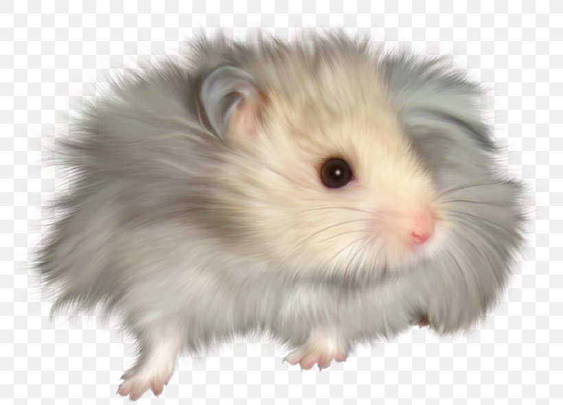 Gerbil Hamster Rat Dormouse Rodent, PNG, 800x590px, Gerbil, Djungarian Hamster, Dormouse, Fauna, Fur Download Free