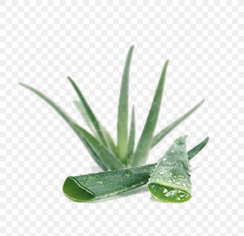 Aloe Vera Skin Gel Lotion Medicinal Plants, PNG, 900x868px, Aloe Vera, Aloe, Aloe Vera Leaf, Aloes, Argan Oil Download Free