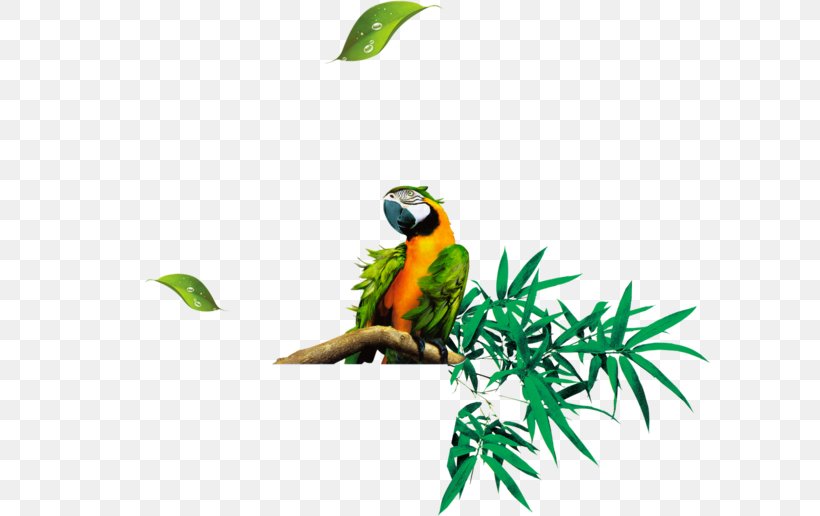 Bamboo Clip Art Euclidean Vector Image, PNG, 600x516px, Bamboo, Beak, Bird, Common Pet Parakeet, Fauna Download Free