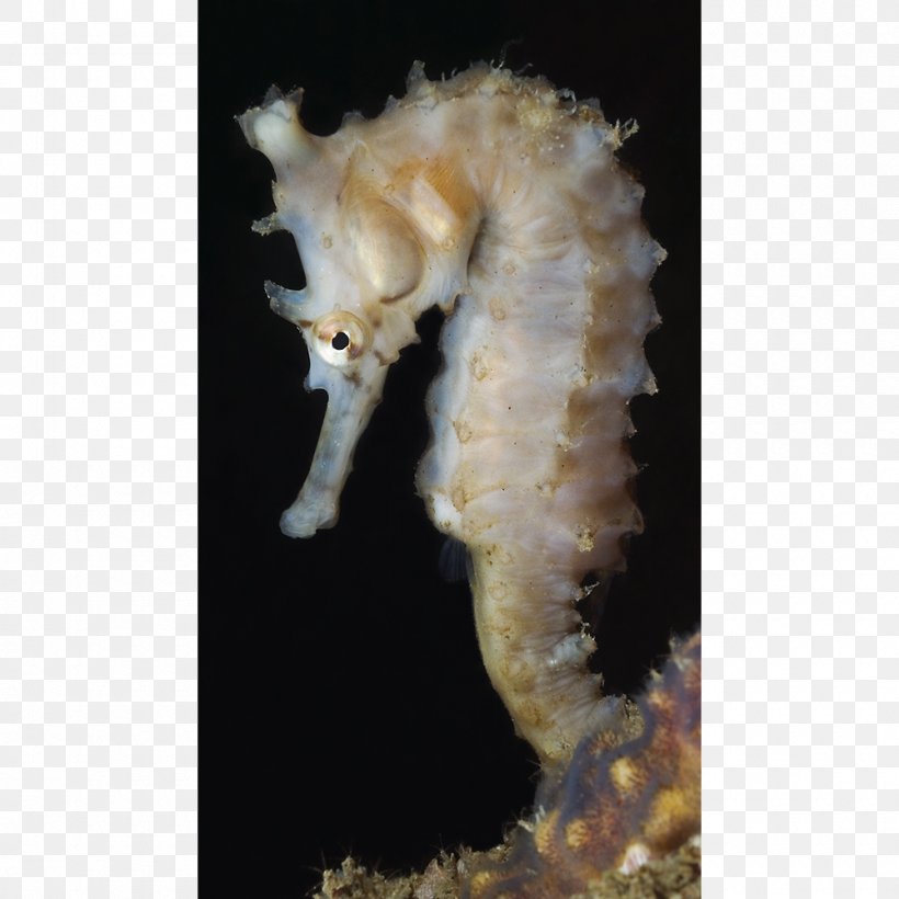 Seahorse Swan River Colony Syngnathiformes Animal, PNG, 1000x1000px, Seahorse, Animal, Estuary, Fish, Food Download Free