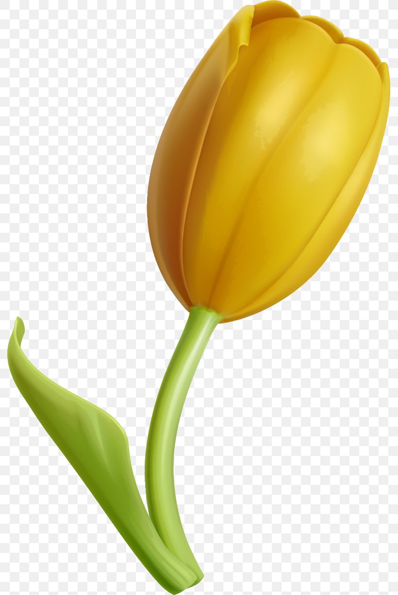 Tulip Yellow Flower, PNG, 789x1227px, Tulip, Computer, Designer, Flower, Flowering Plant Download Free