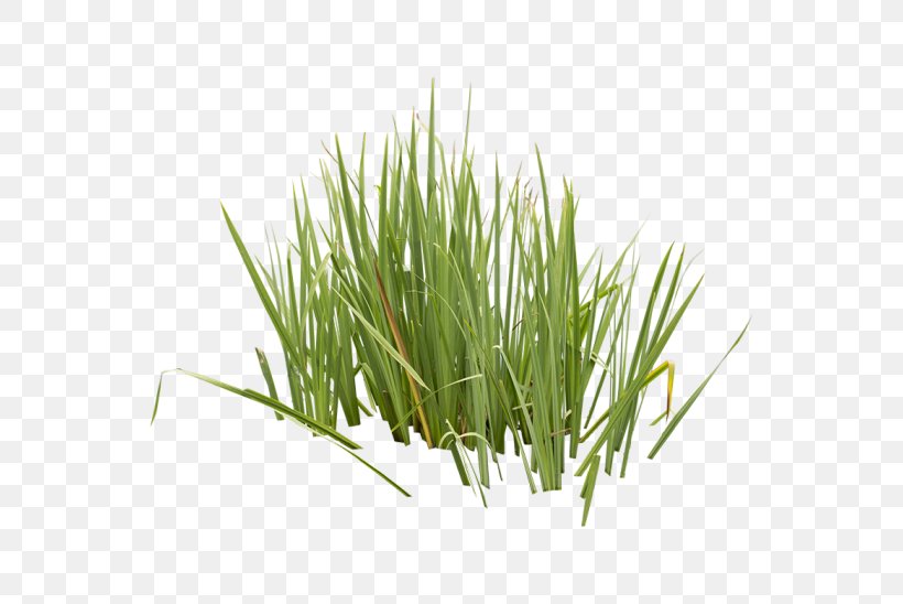 Vetiver Wheatgrass Sweet Grass Commodity Herb, PNG, 548x548px, Vetiver, Chrysopogon, Chrysopogon Zizanioides, Commodity, Family Download Free