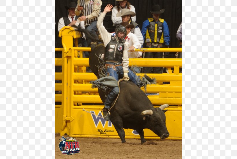 Bull Riding Horse Professional Rodeo Cowboys Association, PNG, 800x550px, Bull Riding, Animal Sports, Bareback, Bronc Riding, Bull Download Free