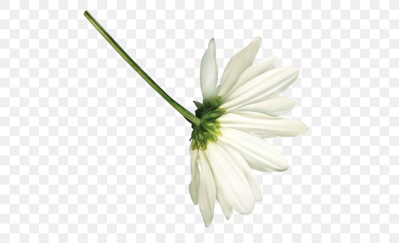 Common Daisy Petal Chamomile Daisy Family Cut Flowers, PNG, 500x500px, Common Daisy, Alstroemeriaceae, Amaryllis, Chamomile, Chamomiles Download Free