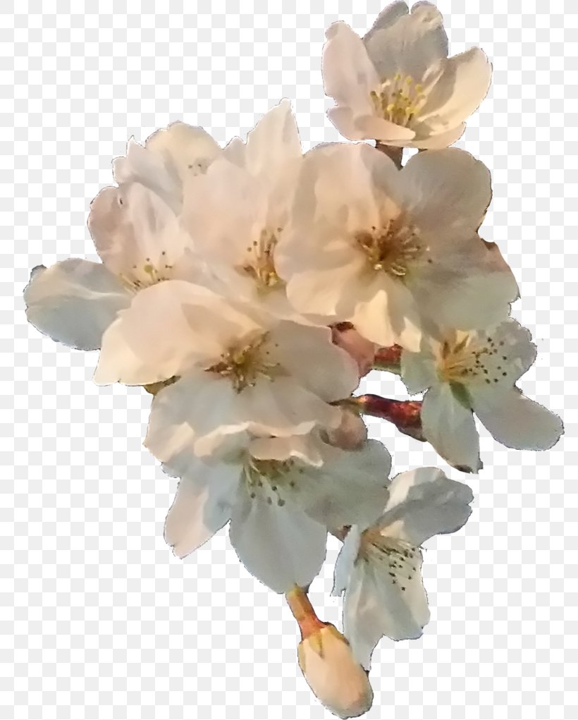 Cut Flowers Cherry Blossom Petal, PNG, 783x1021px, Flower, Blossom, Branch, Cherry, Cherry Blossom Download Free