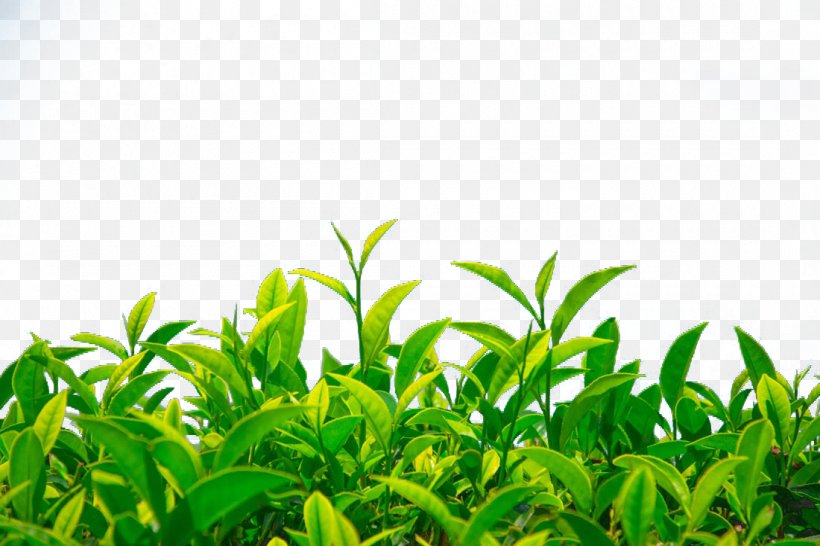 Green Tea Camellia Sinensis, PNG, 1100x733px, Tea, Camellia Sinensis, Chinese Tea Ceremony, Grass, Green Download Free