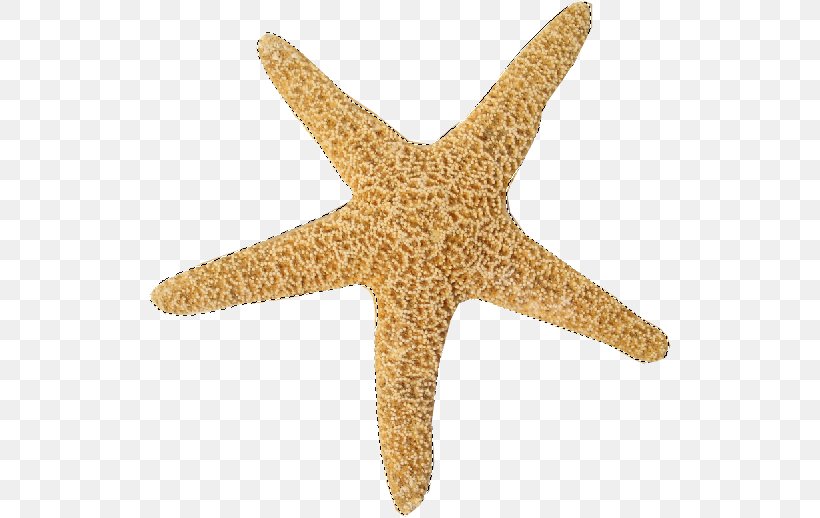 Starfish Marine Invertebrates Echinoderm Sea, PNG, 522x518px, Starfish, Animal, Coral, Echinoderm, Invertebrate Download Free