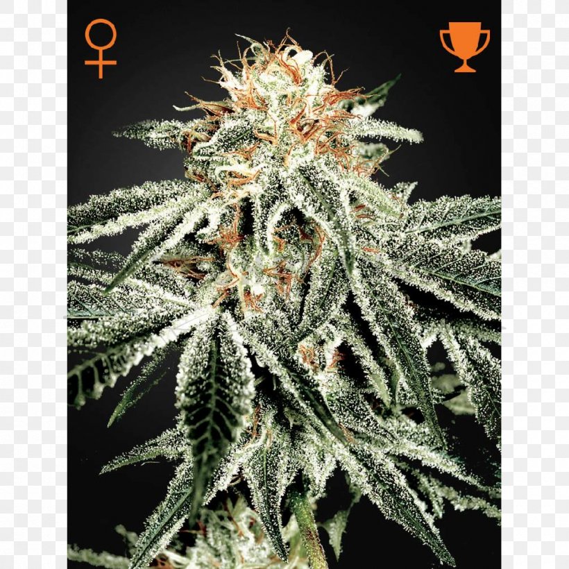 White Widow Skunk Marijuana Seed Company Shark, PNG, 1000x1000px, White Widow, Arjan Roskam, Autoflowering Cannabis, Cannabis, Genetics Download Free