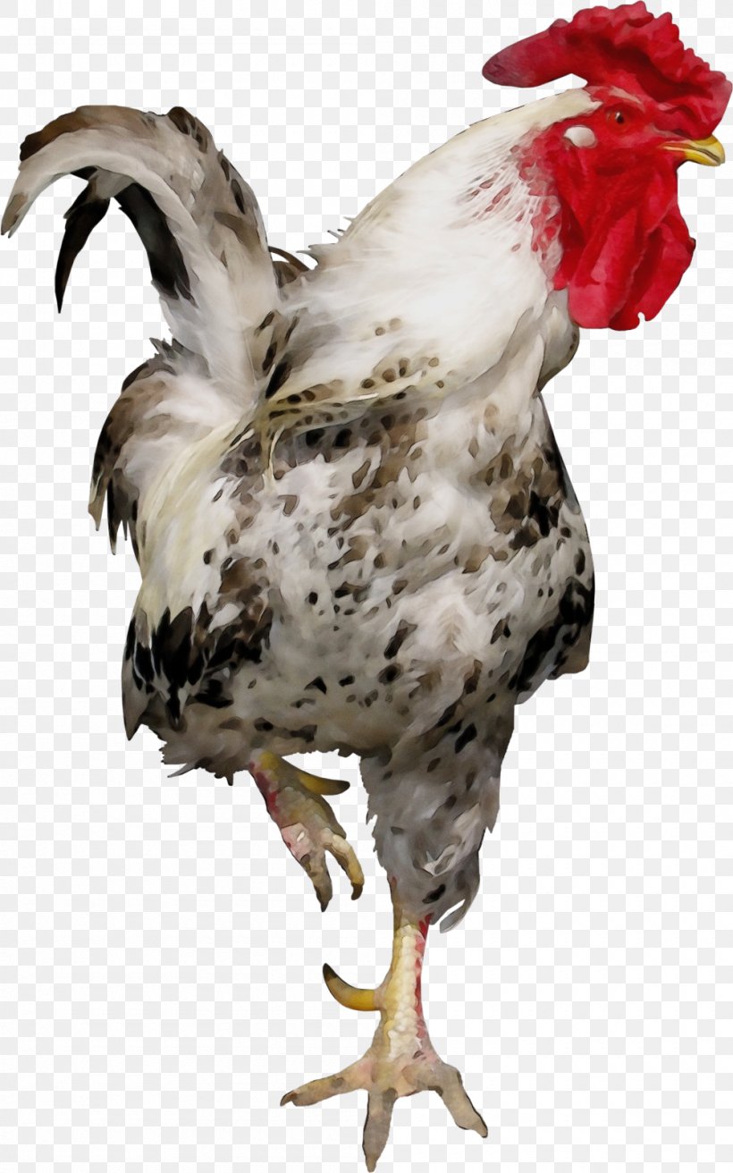Chicken Bird Rooster Beak Comb, PNG, 1000x1600px, Watercolor, Beak, Bird, Chicken, Comb Download Free