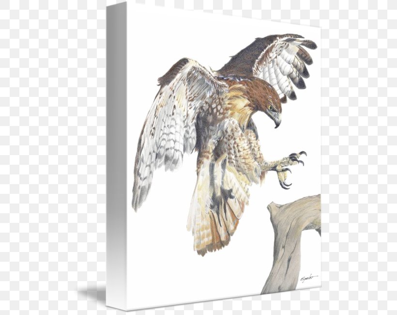 Eagle Red-tailed Hawk Drawing Art, PNG, 520x650px, Eagle, Art, Artist, Beak, Bird Download Free