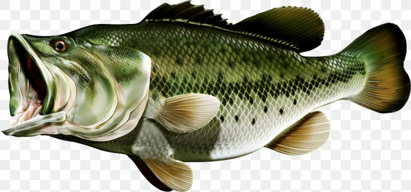 Perch Angling Fishing Largemouth Bass Bait, PNG, 904x424px, Perch, Angling, Bait, Barramundi, Bass Download Free