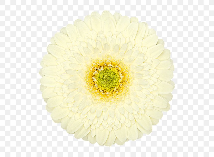 Transvaal Daisy Chrysanthemum Cut Flowers Petal, PNG, 600x600px, Transvaal Daisy, Chrysanthemum, Chrysanths, Cut Flowers, Daisy Download Free