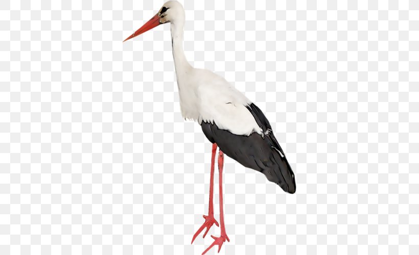 White Stork Bird Wader Beak, PNG, 341x500px, White Stork, Beak, Bird, Blue, Ciconiiformes Download Free