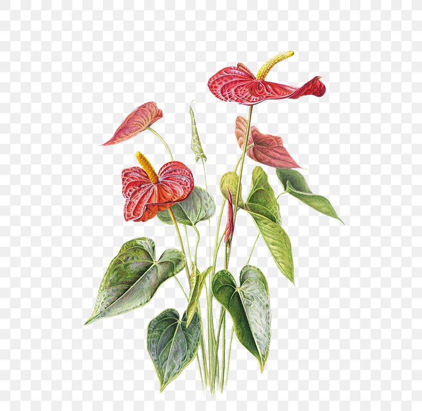 Anthurium Andraeanum Paper Drawing Flower Illustration, PNG, 572x800px, Anthurium Andraeanum, Art, Botanical Illustration, Colored Pencil, Drawing Download Free