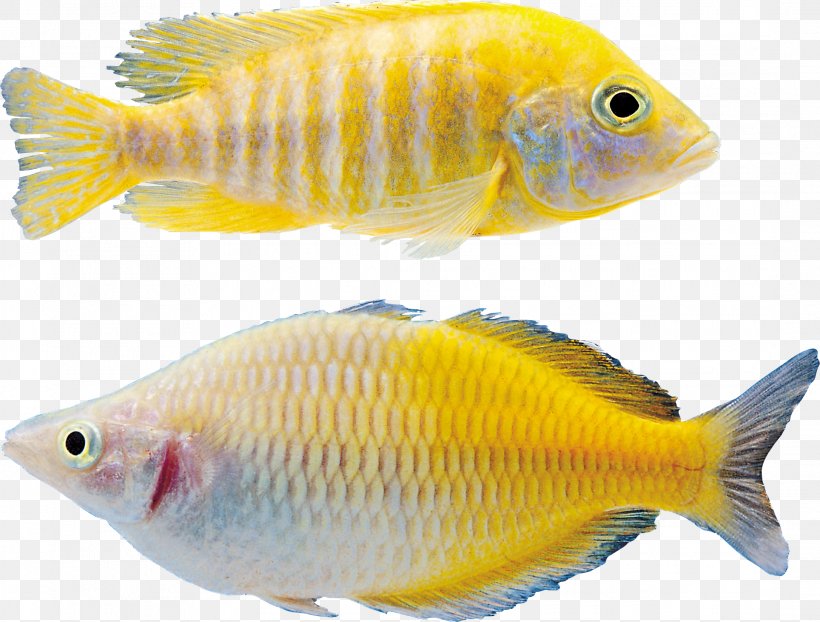 Goldfish Icon, PNG, 2172x1648px, Goldfish, Animal, Aquariums, Aquatic Animal, Bony Fish Download Free