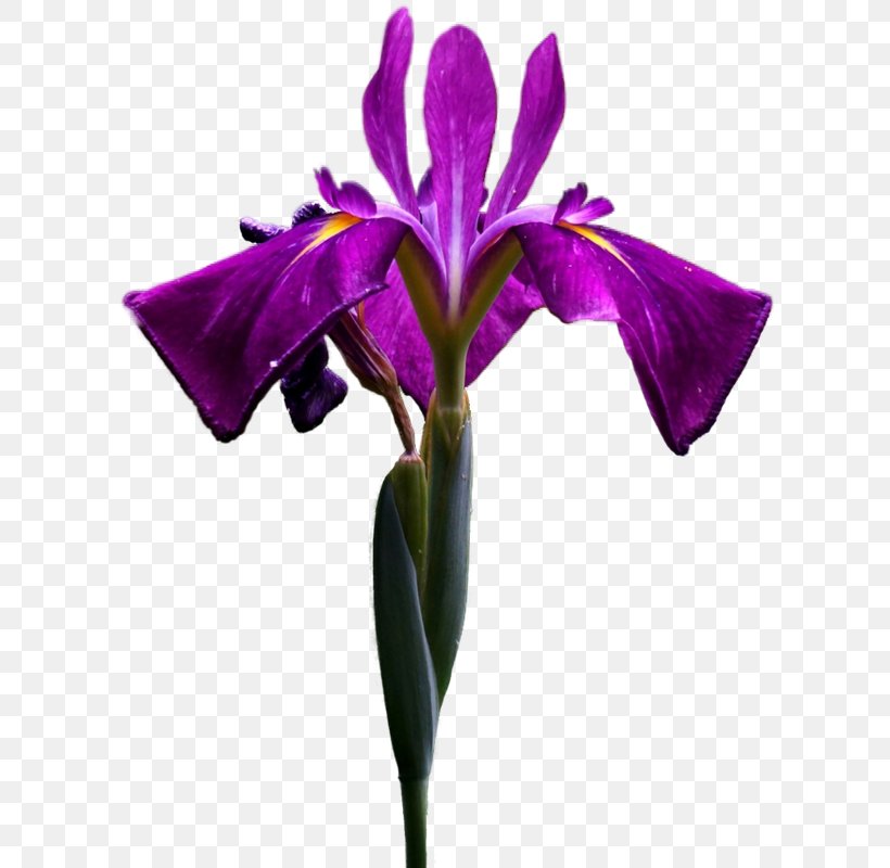 Irises Flower Чёрные глаза О, эти черные глаза Clip Art, PNG, 673x800px, Irises, Cattleya, Cut Flowers, Flower, Flowering Plant Download Free