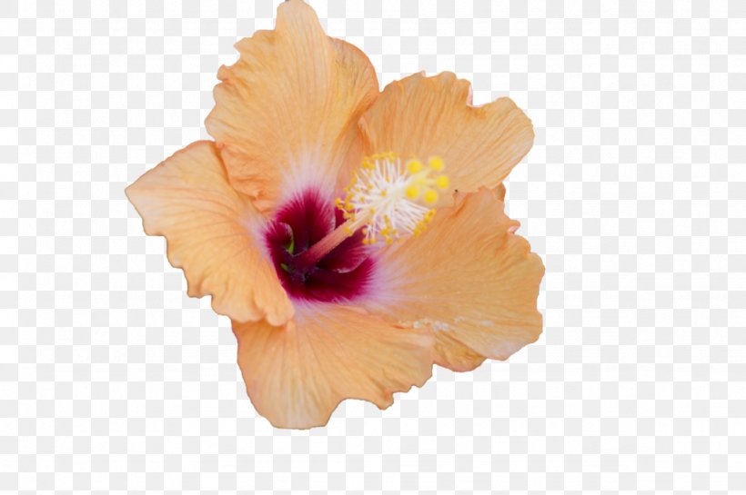 Mallows Hibiscus Flower, PNG, 1024x681px, Mallows, Flower, Flowering Plant, Hibiscus, Information Download Free