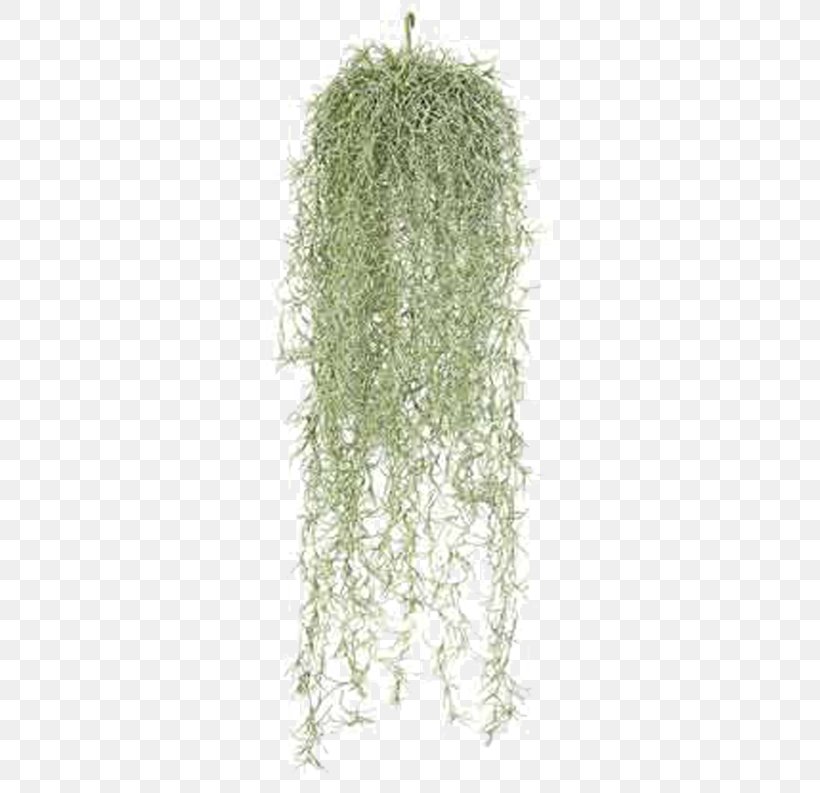 Spanish Moss Tree Plant Vine Leaf, PNG, 792x793px, Spanish Moss, Chemical Substance, Fire Retardant, Flame Retardant, Grass Download Free