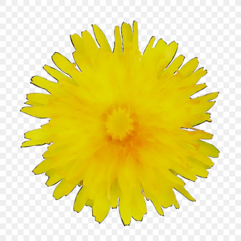 Back Pain Orthopaedics Physical Medicine And Rehabilitation Online Shopping Joint, PNG, 1107x1107px, Back Pain, Dandelion, English Marigold, Flower, Health Download Free