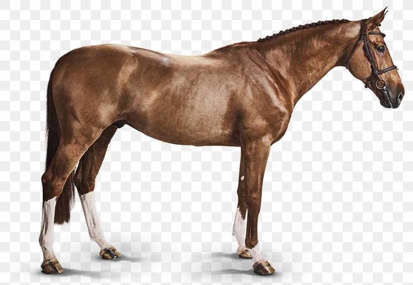 Bashkir Horse Belgian Warmblood Belgian Horse Curly Horse, PNG, 848x585px, Bashkir Horse, Animal Figure, Belgian Horse, Belgian Warmblood, Breed Download Free