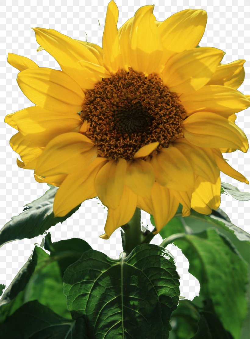 Common Sunflower Sunflower Seed Sunflower Oil Annual Plant, PNG, 884x1200px, Common Sunflower, Annual Plant, Daisy Family, Flower, Flowering Plant Download Free