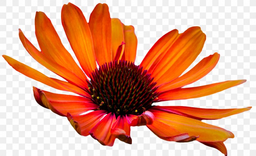 Coneflower Petal Poppy Cut Flowers, PNG, 1010x616px, Coneflower, Color, Cut Flowers, Daisy, Daisy Family Download Free