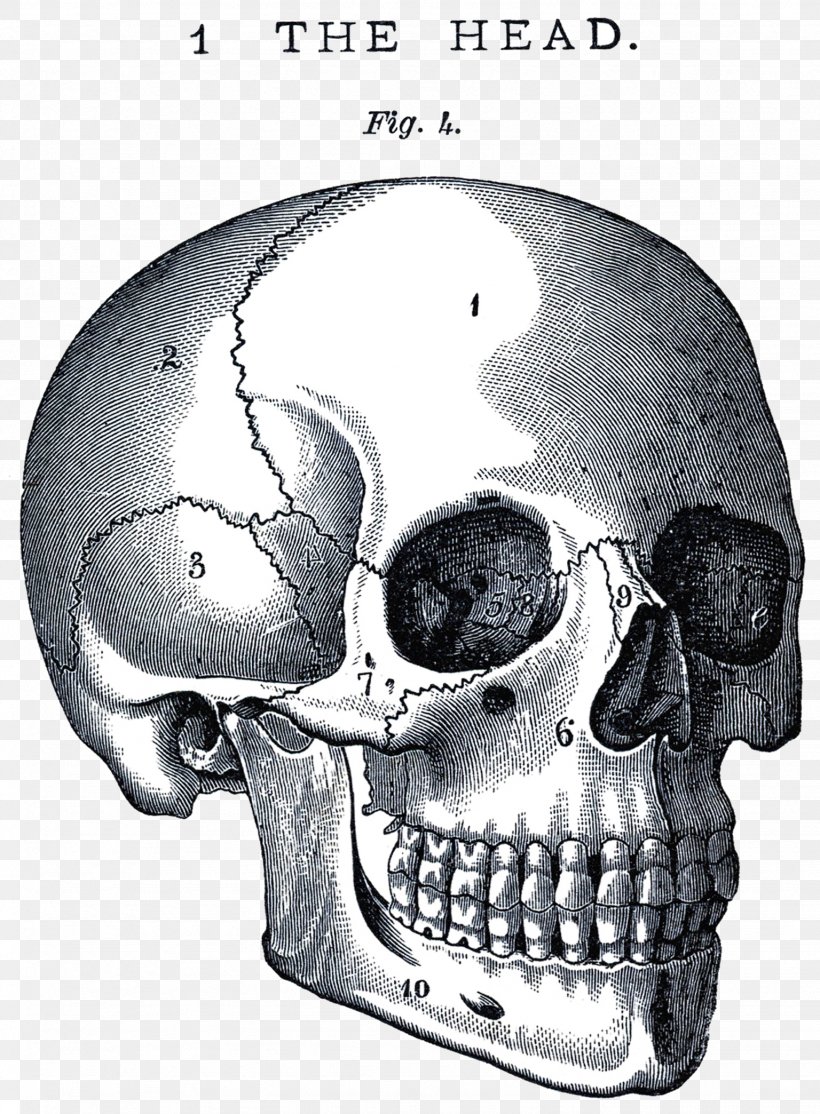 Skull Anatomy Neurocranium Human Body Clip Art, PNG, 1536x2088px, Skull, Anatomy, Atlas, Black And White, Bone Download Free