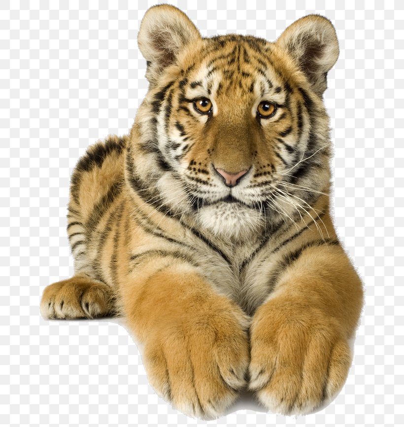 Bengal Tiger White Tiger Siberian Tiger Clip Art, PNG, 670x866px, Bengal Tiger, Big Cats, Carnivoran, Cat Like Mammal, Fur Download Free