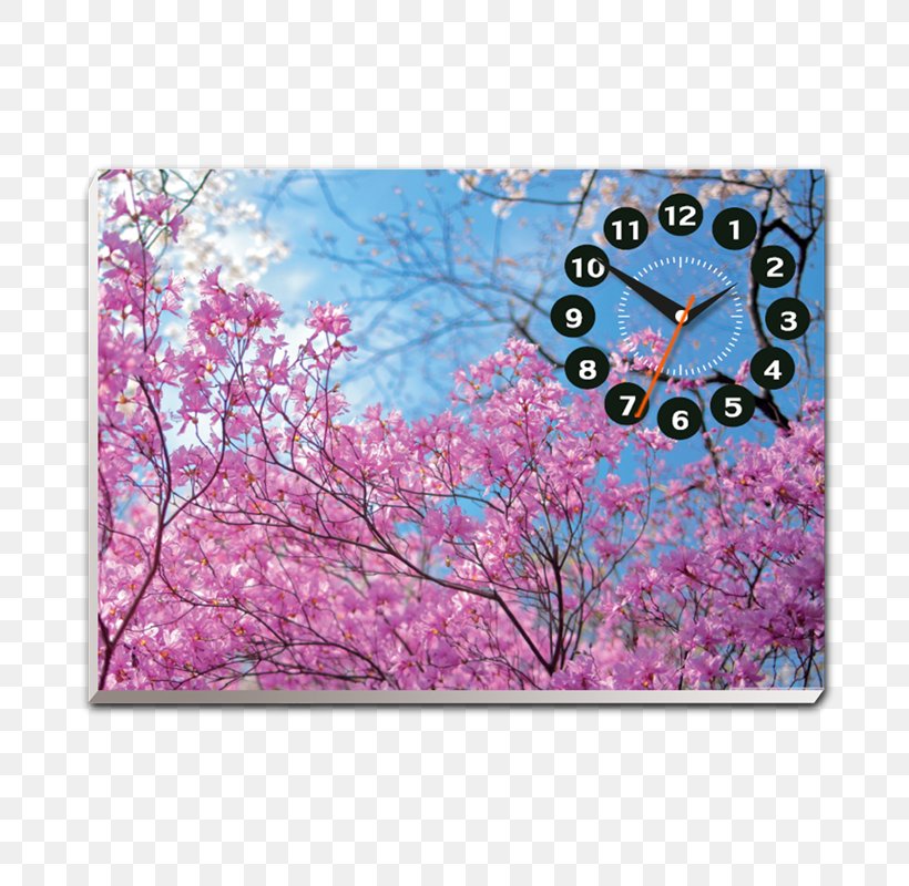 Cherry Blossom Desktop Wallpaper High-definition Television, PNG, 800x800px, Cherry Blossom, Blossom, Branch, Computer Monitors, Display Resolution Download Free