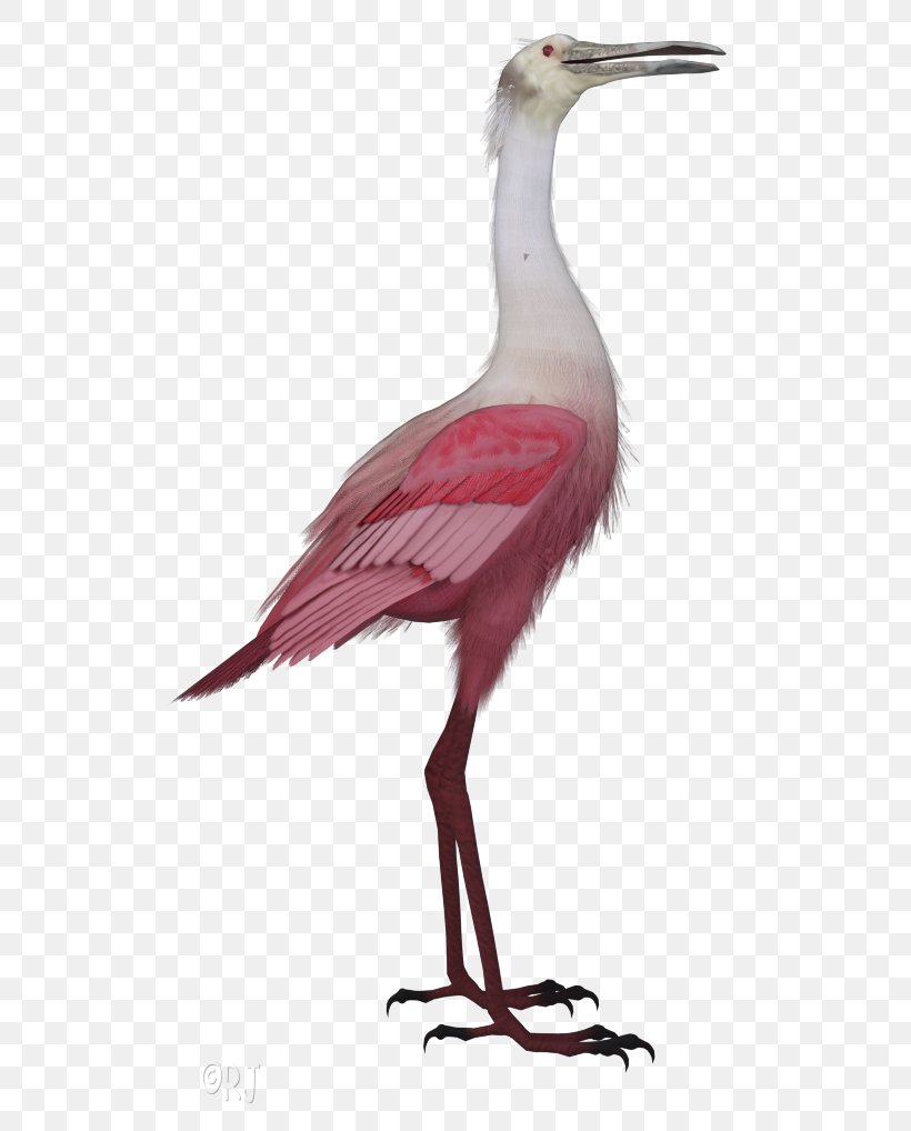 Crane Bird, PNG, 563x1018px, White Stork, Beak, Bird, Crane, Cranelike Bird Download Free
