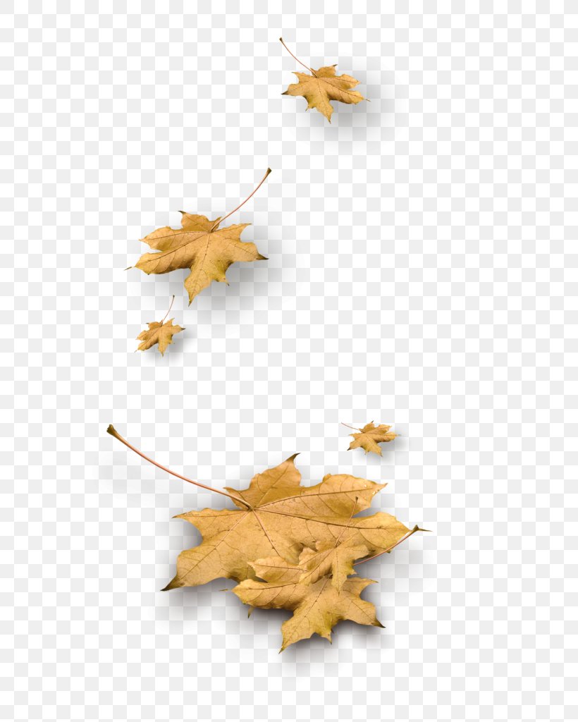 Leaf Yellow Autumn, PNG, 590x1024px, Leaf, Autumn, Color, Deciduous, Geometric Shape Download Free