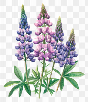 Lupin Flowers - Beautiful Lupine Flower PNG