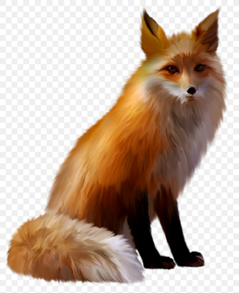 Red Fox Gray Wolf Clip Art, PNG, 800x1004px, Red Fox, Animal, Basabizitza, Carnivoran, Digital Image Download Free