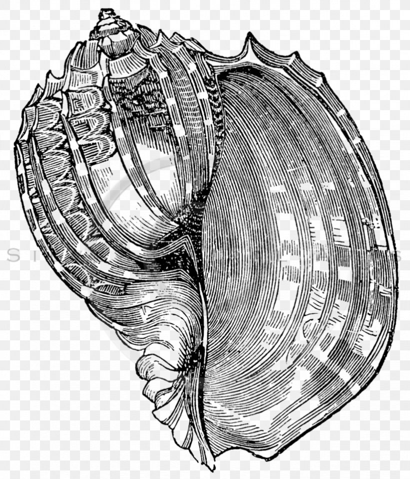 Seashell Drawing, PNG, 822x960px, Seashell, Antique, Black And White, Botanical Illustration, Conchology Download Free