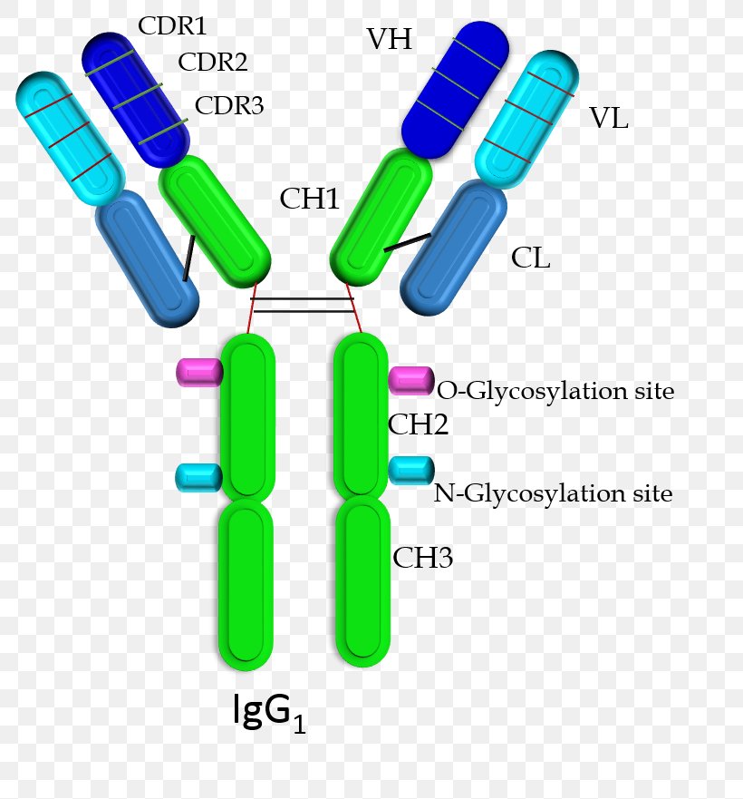 Single-domain Antibody Immunoglobulin G Immunoglobulin Domain Immunoglobulin Heavy Chain, PNG, 812x881px, Antibody, Camelids, Glycosylation, Immunoglobulin Domain, Immunoglobulin G Download Free