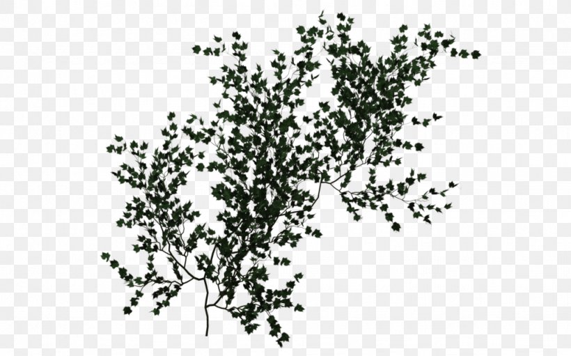 Vine Embryophyta Ivy Desktop Wallpaper, PNG, 1024x639px, Vine, Art, Black And White, Branch, Embryophyta Download Free
