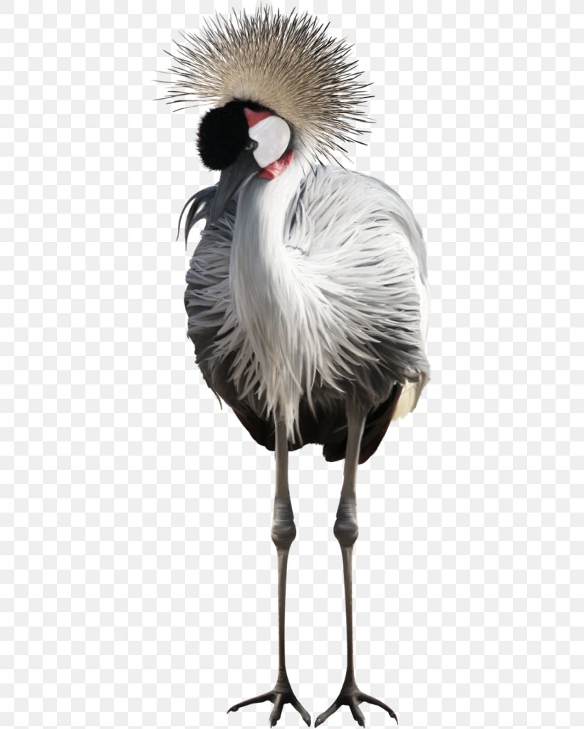 Bird Flamingos Clip Art, PNG, 397x1024px, Bird, Animal, Ardea, Beak, Crane Download Free