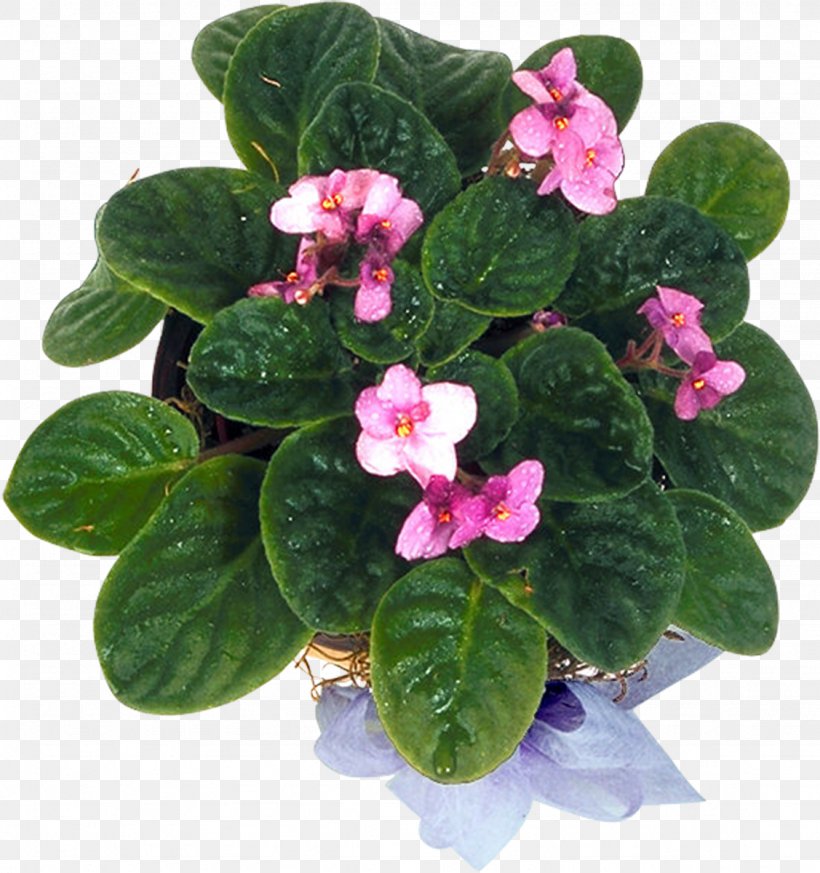 Flowerpot Violet Annual Plant Herbaceous Plant, PNG, 1127x1200px, Flowerpot, Annual Plant, Bonsai, Family, Flower Download Free