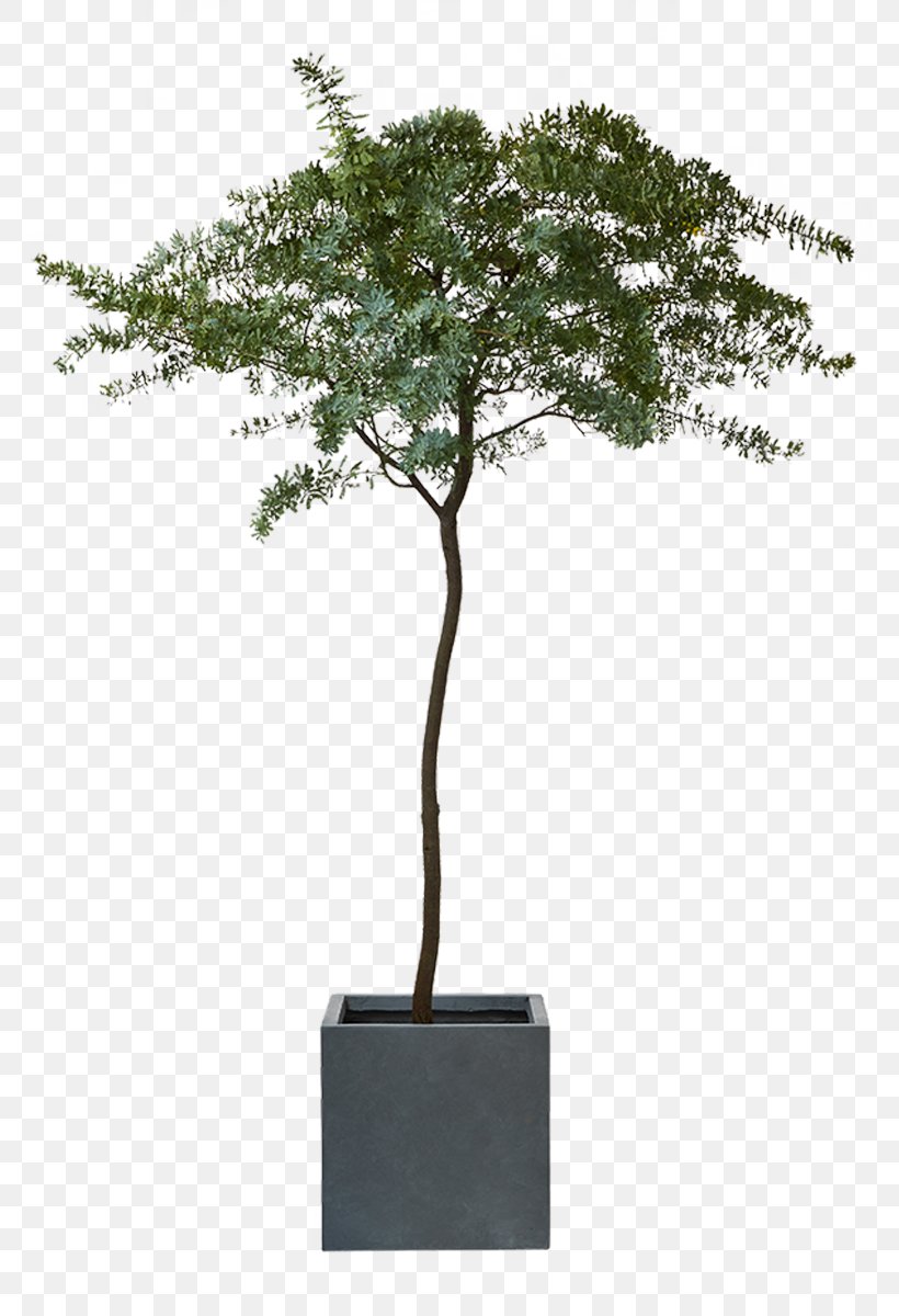 Oleander Houseplant OBI Shrub, PNG, 800x1200px, Oleander, Auction Co, Branch, Cat Tree, Chinese Sweet Plum Download Free