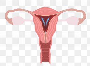 Ovary Female Reproductive System Uterus Fallopian Tube PNG