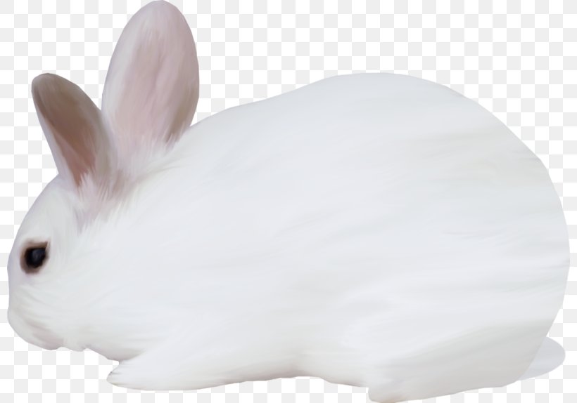 Domestic Rabbit Hare Dog Clip Art, PNG, 800x574px, Domestic Rabbit, Animal, Dog, Fur, Hare Download Free