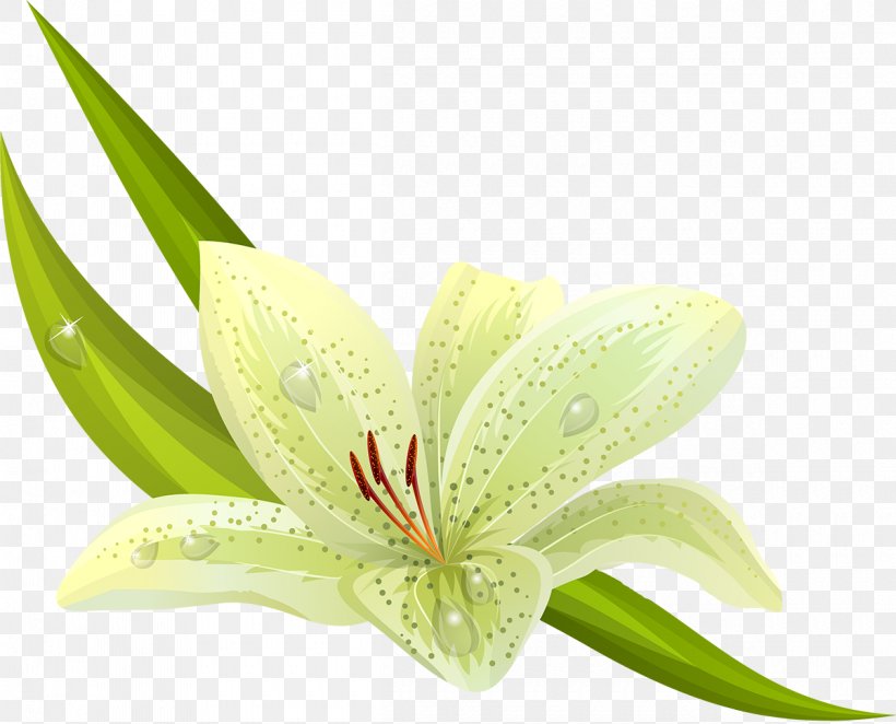 Easter Lily Flower Tiger Lily Clip Art, PNG, 1200x969px, Easter Lily, Amaryllis, Amaryllis Belladonna, Flower, Flowering Plant Download Free