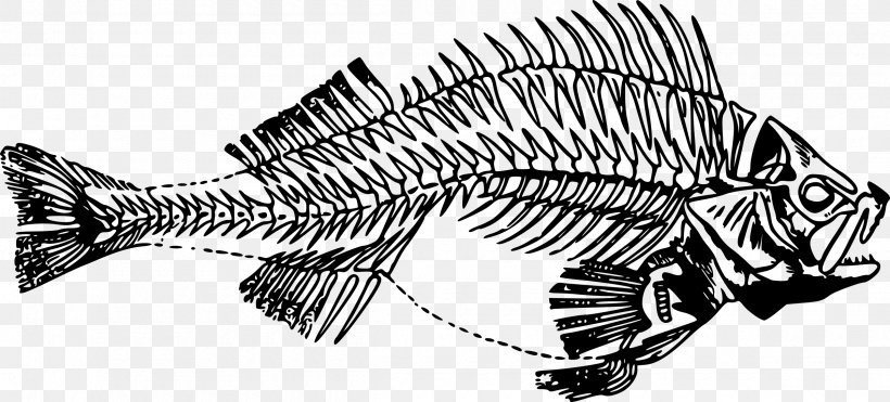 Fish Bone Skeleton Clip Art, PNG, 2400x1087px, Fish Bone, Artwork, Automotive Design, Black And White, Bone Download Free