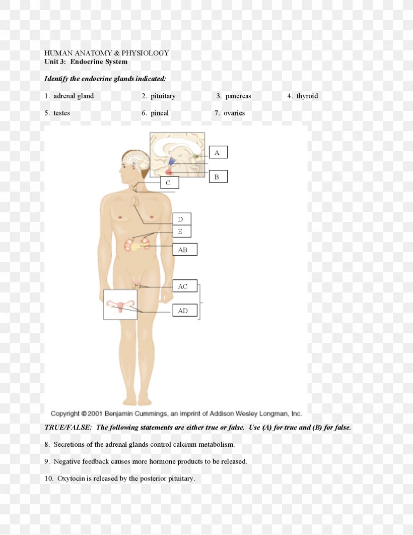 Paper Shoulder Pattern, PNG, 1700x2200px, Paper, Abdomen, Diagram, Hand, Homo Sapiens Download Free