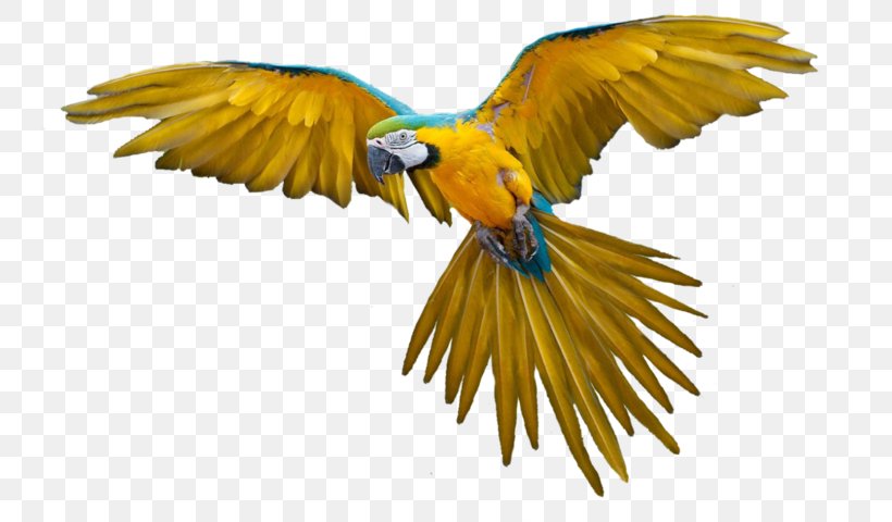 Parrot Bird Flight, PNG, 744x480px, Parrot, Beak, Bird, Bird Flight, Fauna Download Free