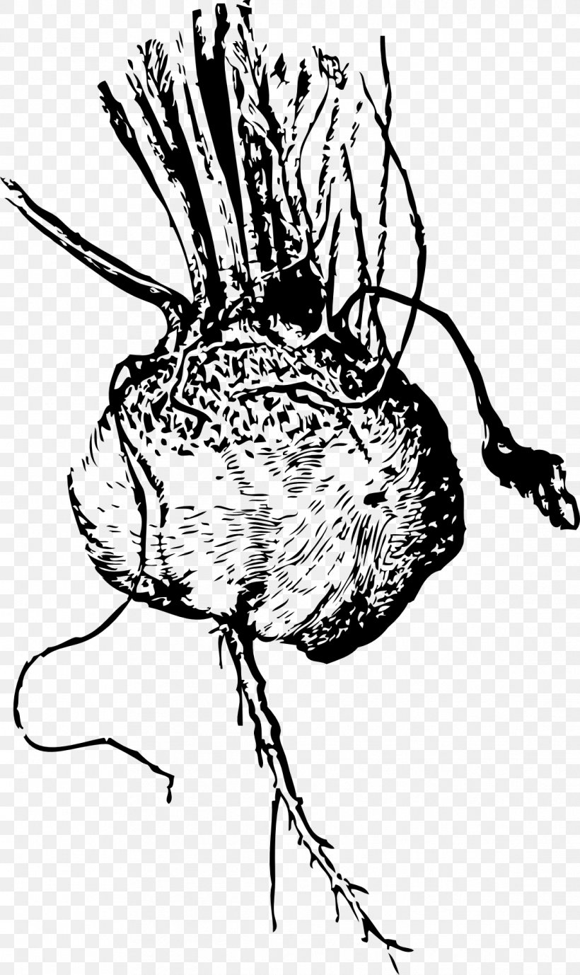 Beetroot Vegetable Borscht Clip Art, PNG, 1142x1920px, Watercolor, Cartoon, Flower, Frame, Heart Download Free