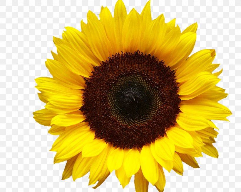 Download Common Sunflower Clip Art, PNG, 1088x870px, Common Sunflower, Computer Graphics, Daisy Family, Display Resolution, Flower Download Free
