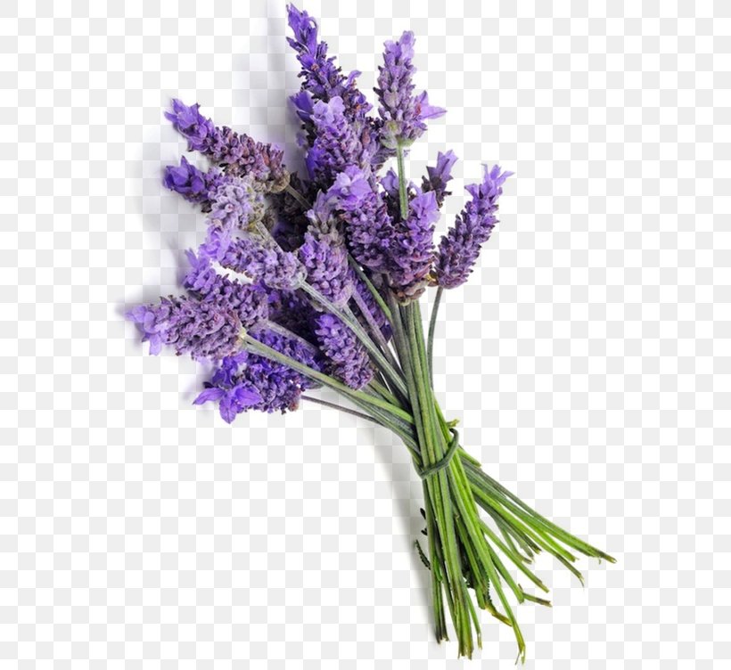 English Lavender French Lavender Essential Oil Provence, PNG, 586x752px, English Lavender, Aroma Compound, Artificial Flower, Cosmetics, Cut Flowers Download Free