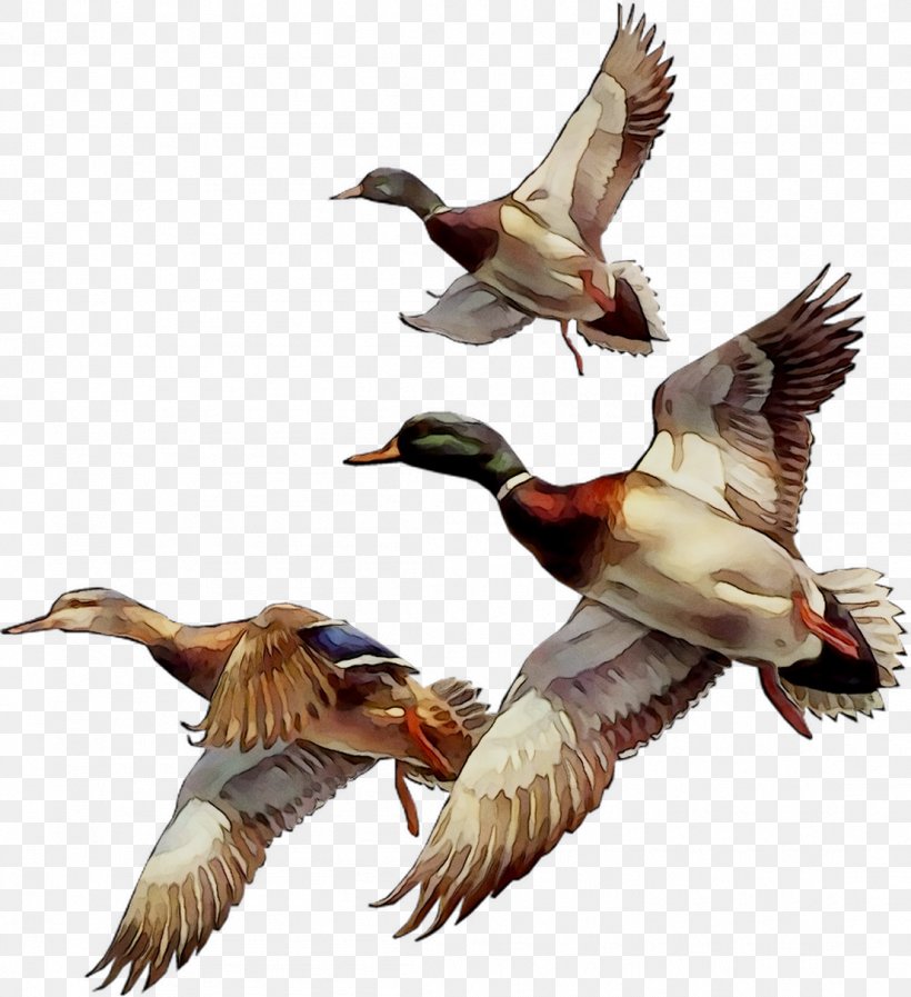 Mallard Bird Duck Goose GIF, PNG, 1106x1211px, Mallard, American Black Duck, Animal, Animal Migration, Animation Download Free