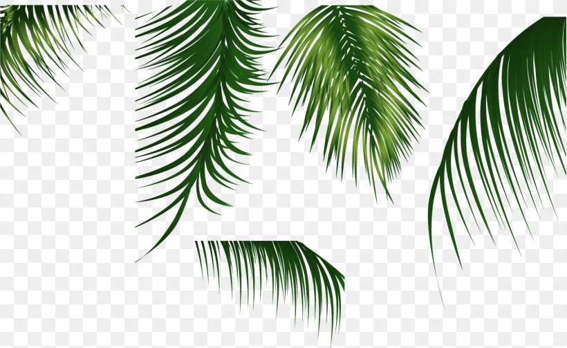 Vector Green Leaves 3, PNG, 1512x928px, Arecaceae, Arecales, Branch, Coconut, Evergreen Download Free